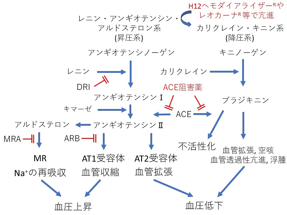 ACE: アンジオテンシン変換酵素  ARB: アンジオテンシンⅡ受容体拮抗薬  AT: アンギオテンシン  DRI: 直接的レニン阻害薬  MRA: ミネラルコルチコイド受容体拮抗薬
